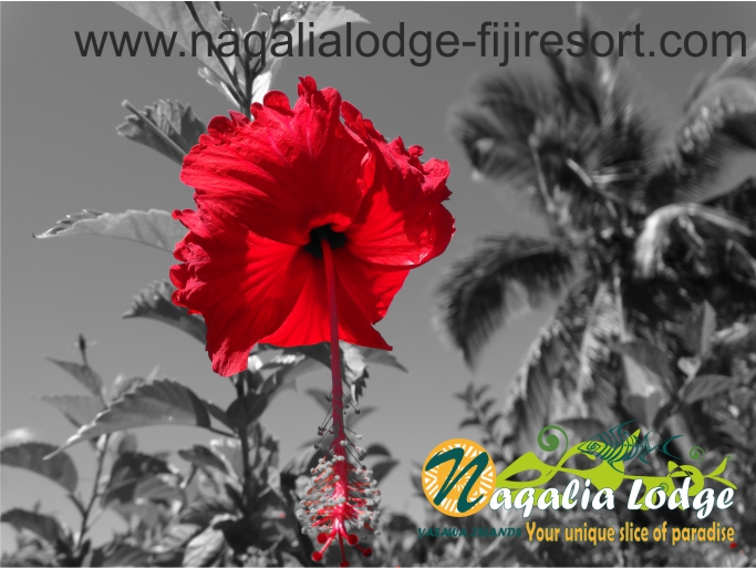 https://www.naqalialodge-fijiresort.com hibiscus at Naqalia Ldge Fiji