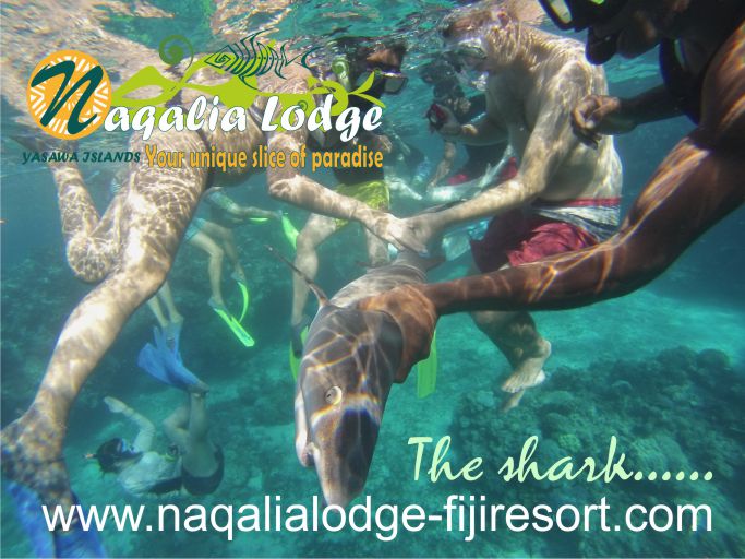 https://www.naqalialodge-fijiresort.com -Naqalia Lodge-Yasawa islands-Fiji resort-sharks-Octopus resort