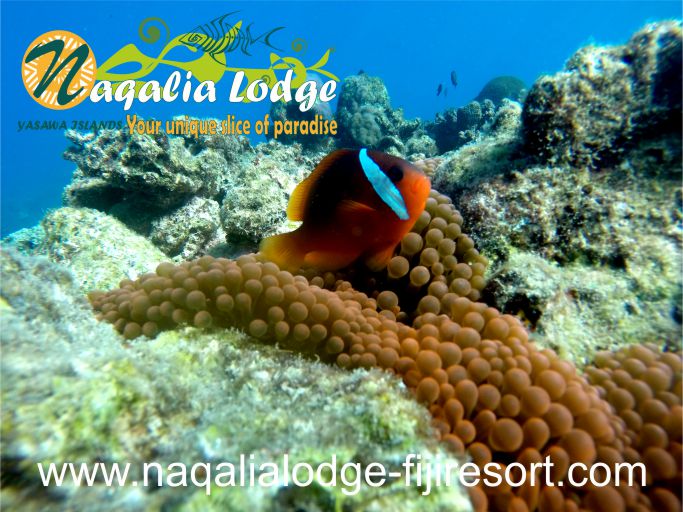 https://www.naqalialodge-fijiresort.com/wp-content/uploads/2014/07/Naqalia-Lodge-Yasawa-islands-Fiji-resort-clown fish-Octopus resort.