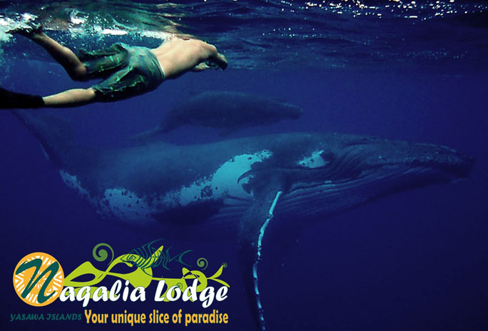 Naqalia Lodge Oceania Humpback Whales of Fiji