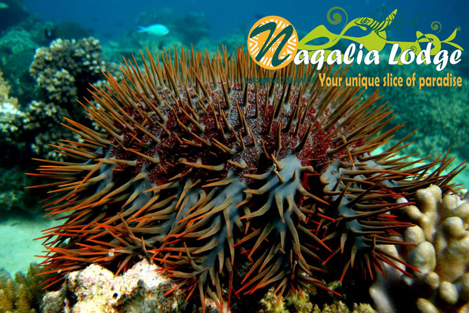 crown of thorns starfish 