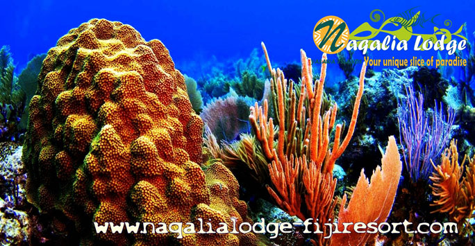 Coral reefs